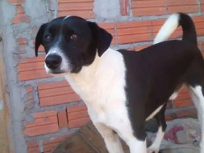 Cachorro ra a SRD idade 1 ano nome Corintiano