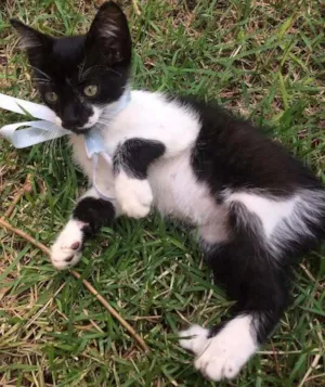 Gato raça SRD idade Abaixo de 2 meses nome Mister Pulguinha