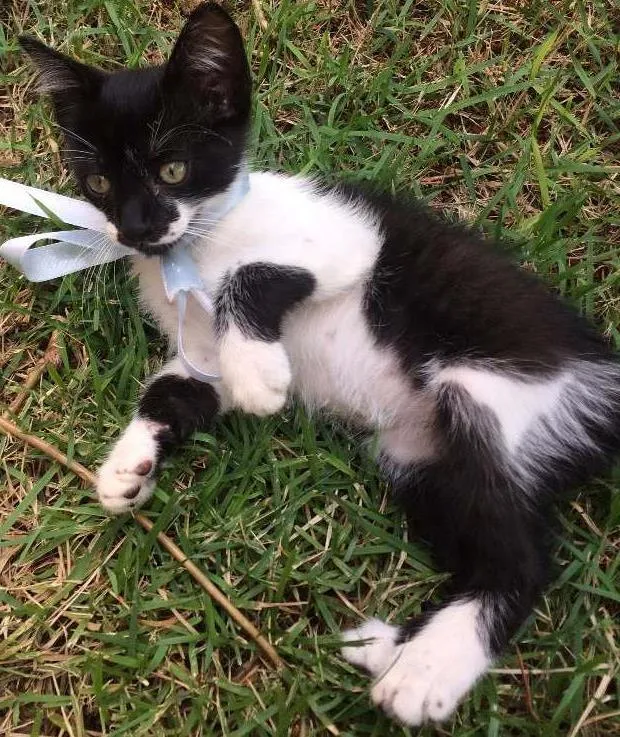 Gato ra a SRD idade Abaixo de 2 meses nome Mister Pulguinha
