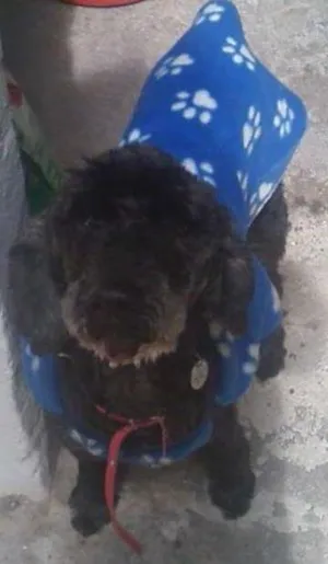 Cachorro raça poodle idade 6 ou mais anos nome Cris
