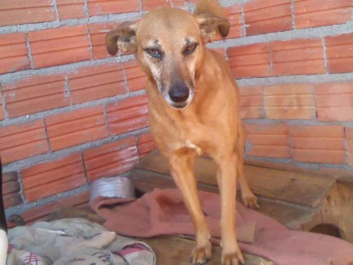 Cachorro ra a SRD idade 5 anos nome Brasil