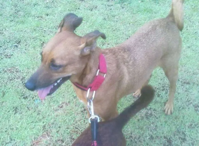 Cachorro ra a SRD idade 5 anos nome Brasil