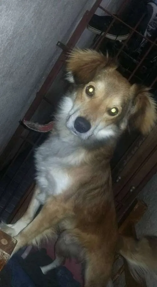Cachorro ra a SRD idade 1 ano nome Castiel