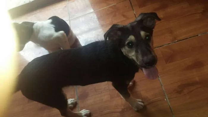 Cachorro ra a SRD idade 7 a 11 meses nome Rambo (filhote)