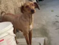 Mel