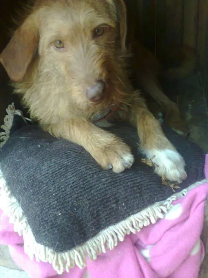 Cachorro ra a SRD idade 5 anos nome Mel