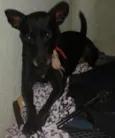 Davi