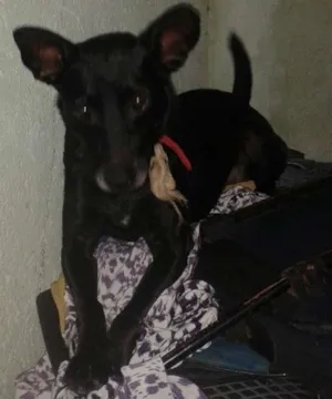 Cachorro raça SRD idade 4 anos nome Davi
