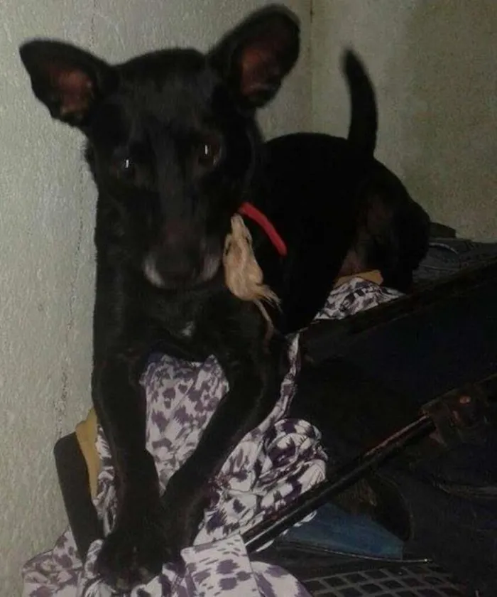 Cachorro ra a SRD idade 4 anos nome Davi