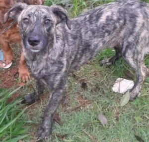 Cachorro raça SRD idade 7 a 11 meses nome Malhado (filhote)