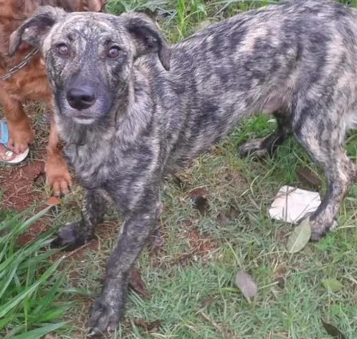 Cachorro ra a SRD idade 7 a 11 meses nome Malhado (filhote)