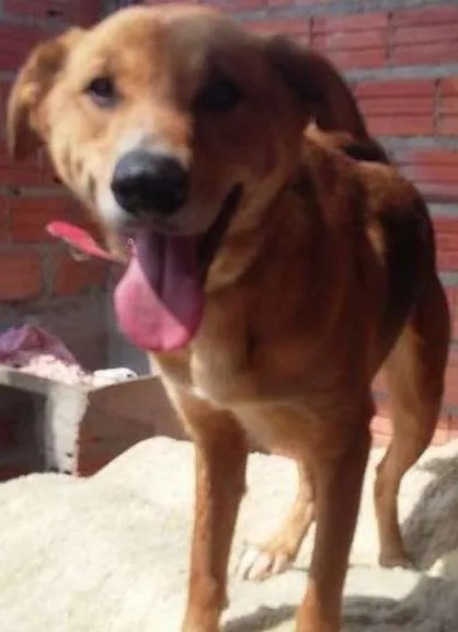 Cachorro ra a SRD idade 1 ano nome Gigante