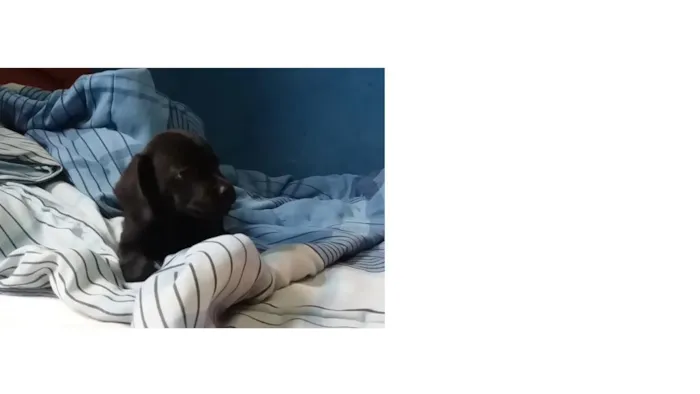Cachorro ra a ND idade Abaixo de 2 meses nome BILLY