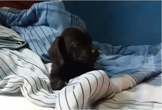 Cachorro ra a ND idade Abaixo de 2 meses nome BILLY