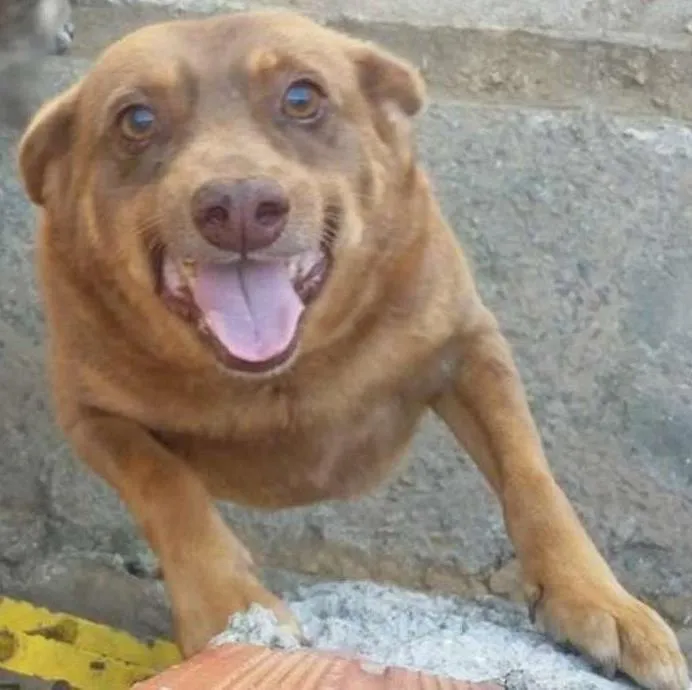 Cachorro ra a SRD idade 4 anos nome Marrone