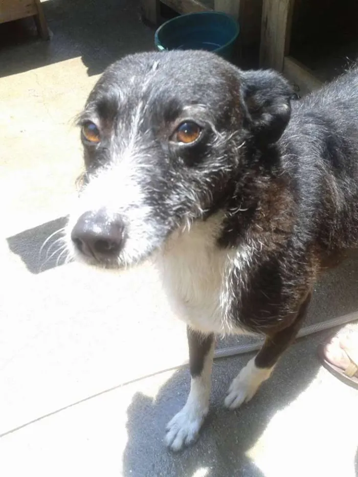 Cachorro ra a SRD idade 4 anos nome Neguinha