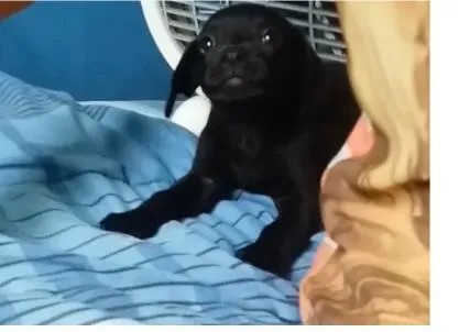 Cachorro ra a ND idade Abaixo de 2 meses nome BILLY