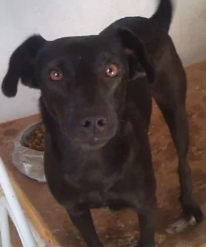 Cachorro raça SRD idade 2 anos nome Nega