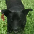 Neguinho
