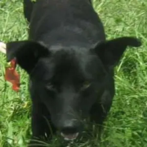 Cachorro raça SRD idade 4 anos nome Neguinho
