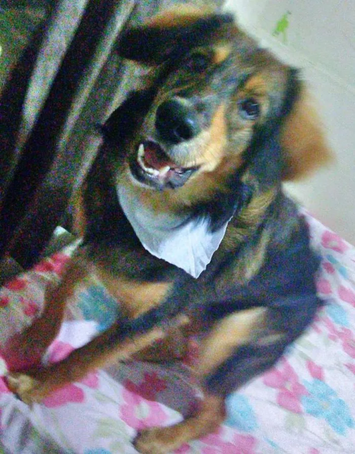 Cachorro ra a Srd idade 7 a 11 meses nome Jony 