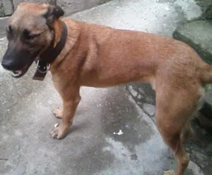 Cachorro raça SRD idade 1 ano nome Skub