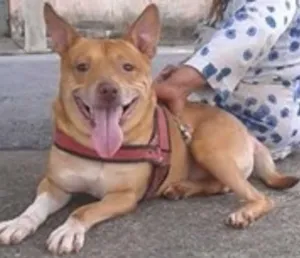 Cachorro raça mestiço pit bull idade 5 anos nome Thor