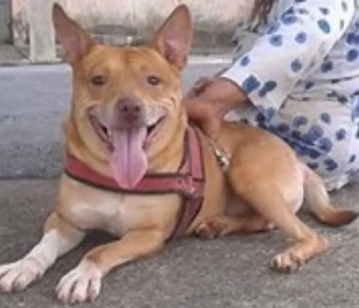 Cachorro ra a mestiço pit bull idade 5 anos nome Thor