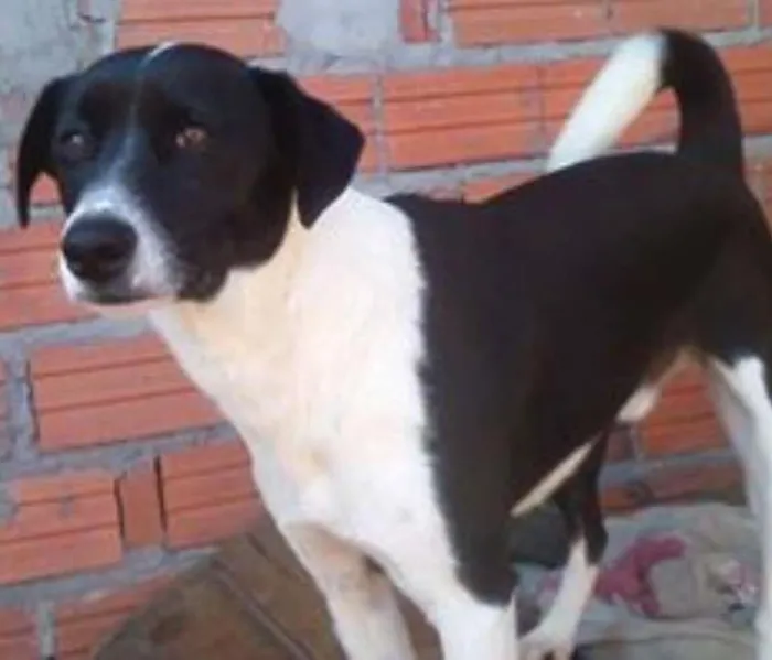 Cachorro ra a SRD idade 1 ano nome Corintiano