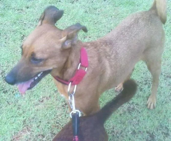Cachorro ra a SRD idade 5 anos nome Brasil