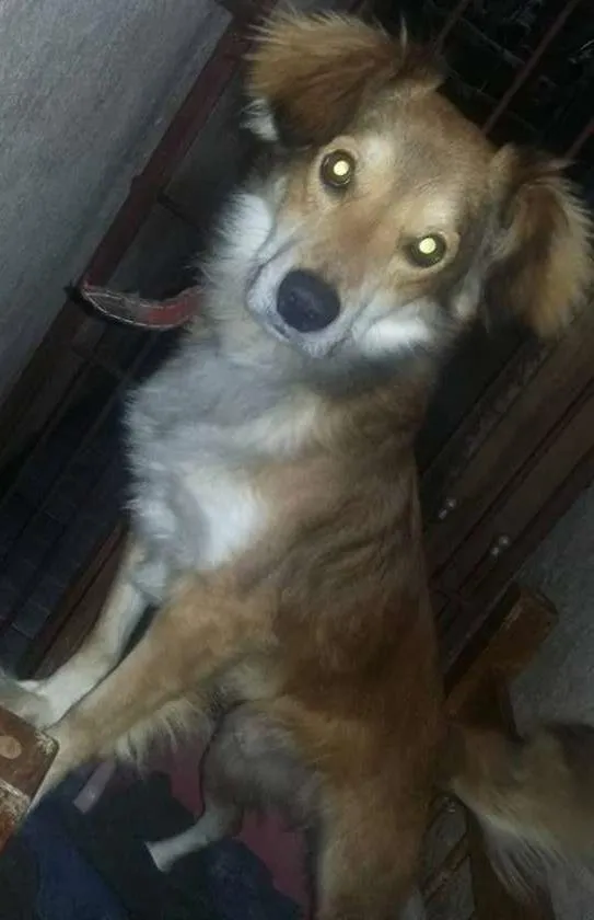 Cachorro ra a SRD idade 1 ano nome Castiel