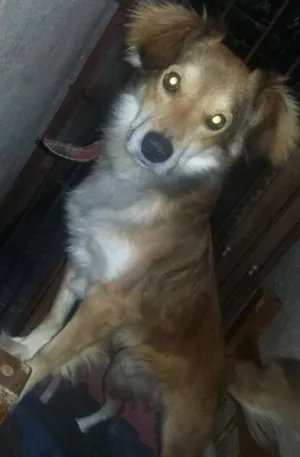 Cachorro raça SRD idade 1 ano nome Castiel