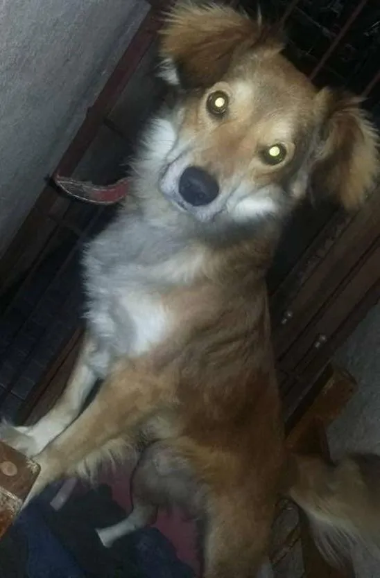Cachorro ra a SRD idade 1 ano nome Castiel