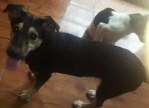 Cachorro raça SRD idade 7 a 11 meses nome Rambo (filhote)