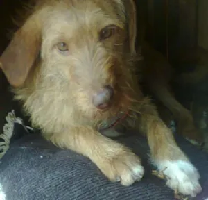 Cachorro raça SRD idade 5 anos nome Mel