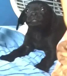 Cachorro raça ND idade Abaixo de 2 meses nome BILLY