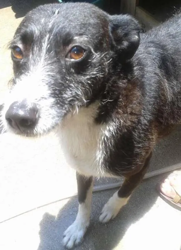 Cachorro ra a SRD idade 4 anos nome Neguinha