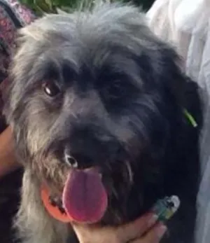 Cachorro raça mestiço lhasa idade 5 anos nome Lyon