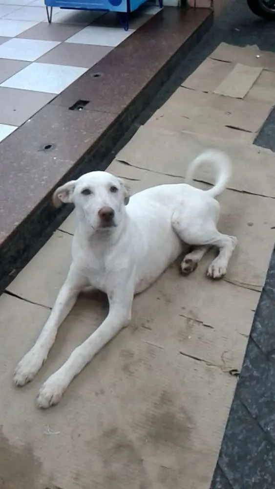 Cachorro ra a Vira latas idade 2 anos nome Não sei os nomes sã