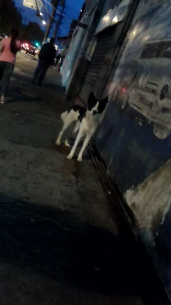 Cachorro ra a Vira latas idade 2 anos nome Não sei os nomes sã