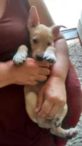 Bartô