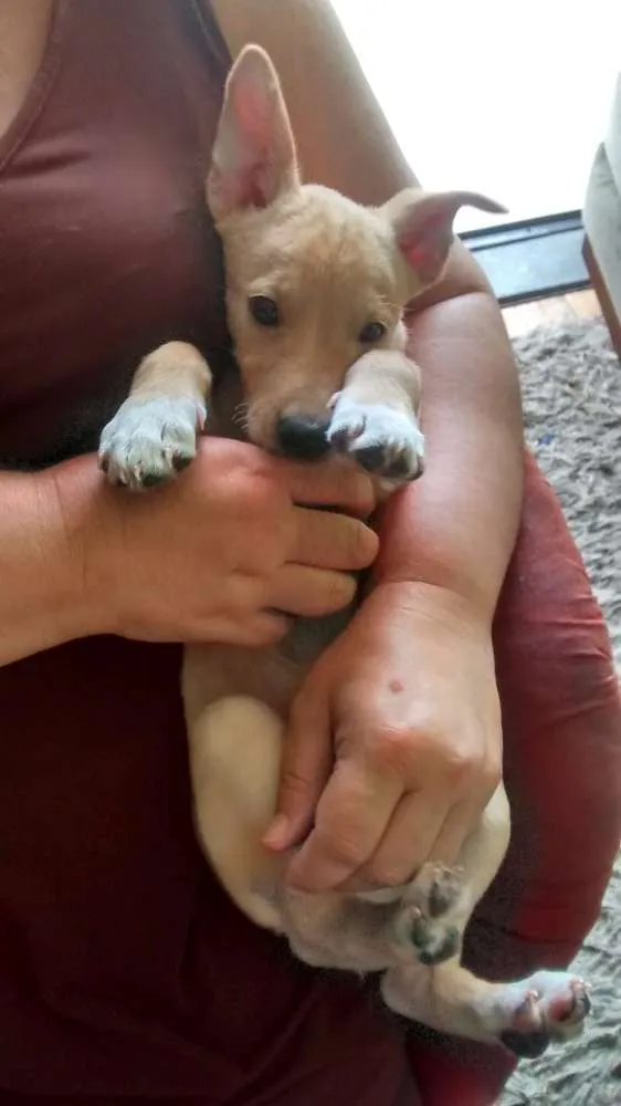 Cachorro ra a SRD idade 2 a 6 meses nome Bartô