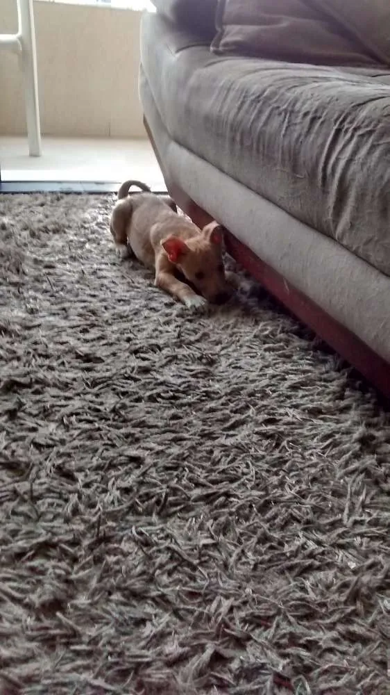 Cachorro ra a SRD idade 2 a 6 meses nome Bartô