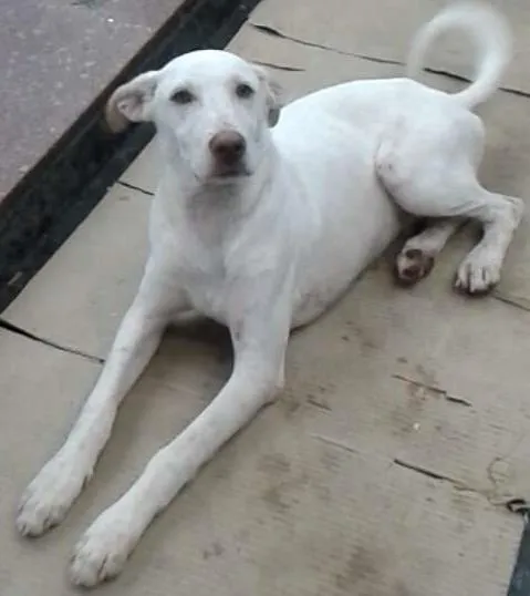Cachorro ra a Vira latas idade 2 anos nome Não sei os nomes sã