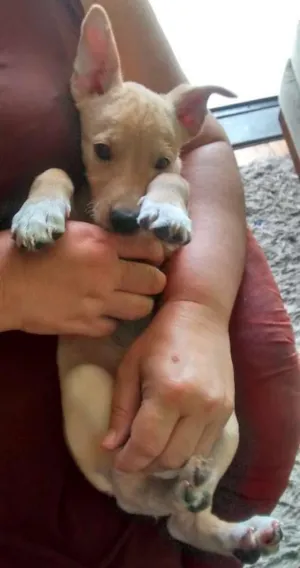 Cachorro raça SRD idade 2 a 6 meses nome Bartô