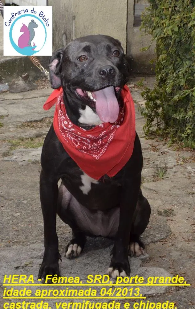 Cachorro ra a Pit-Bull idade 3 anos nome HERA