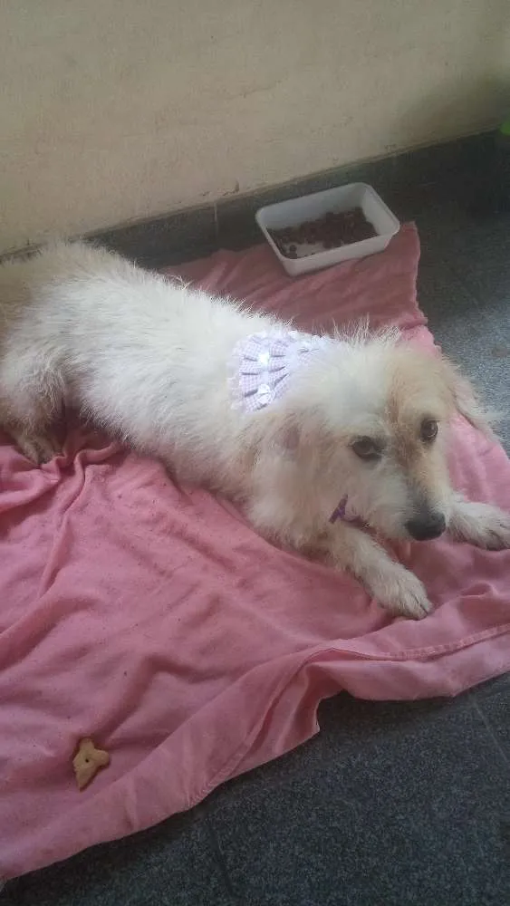 Cachorro ra a mestiça idade 1 ano nome Branquinha