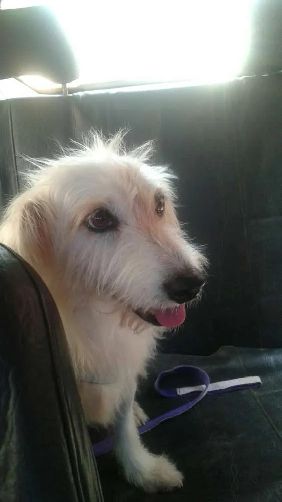 Cachorro ra a mestiça idade 1 ano nome Branquinha