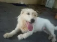 Branquinha