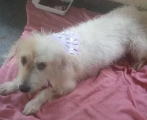 Cachorro raça mestiça idade 1 ano nome Branquinha